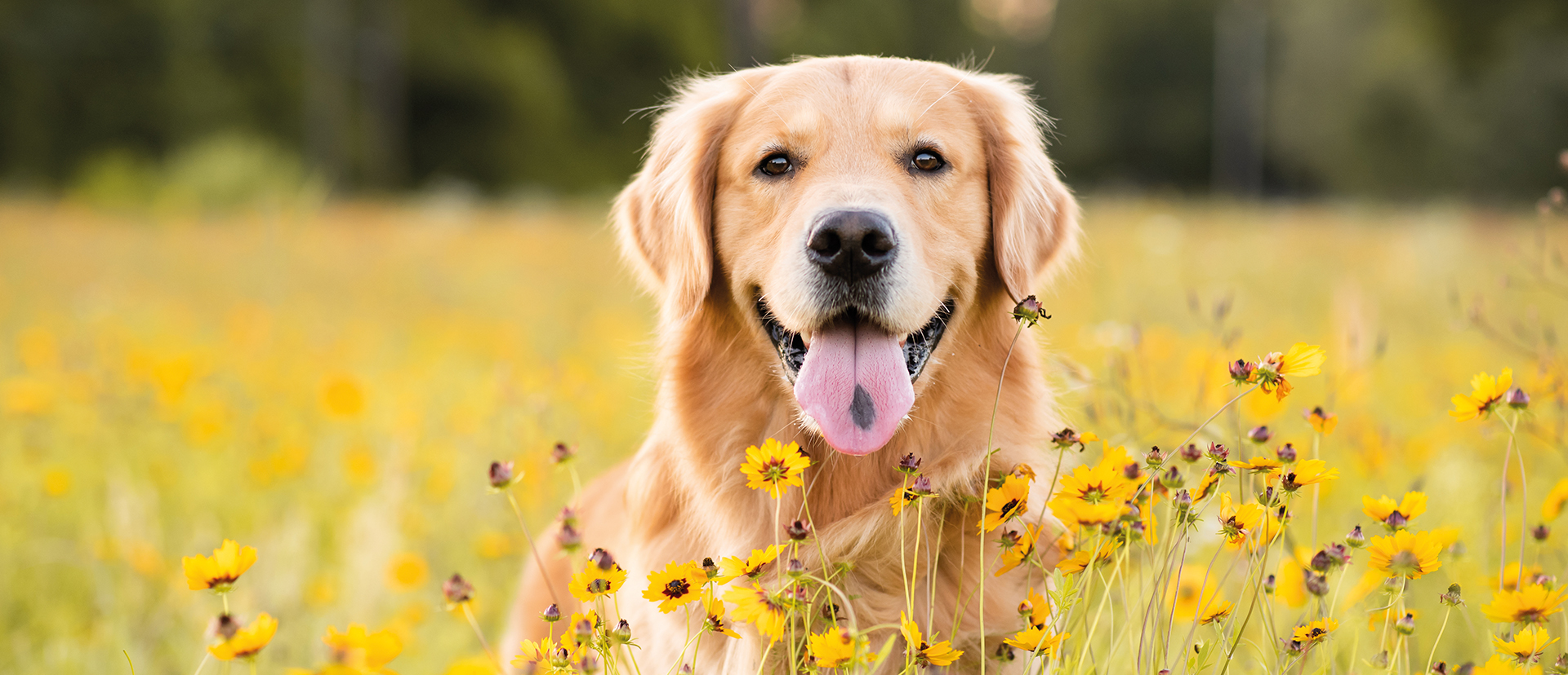 Golden retriever